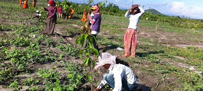 PlantingMangoTrees1_milestones